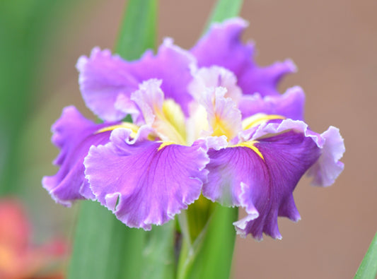 Louisiana Iris Violet Vision