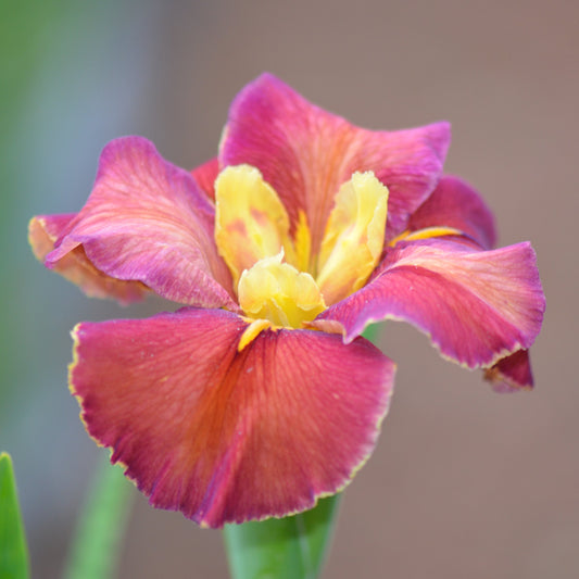 Louisiana Iris Rings of Romeo