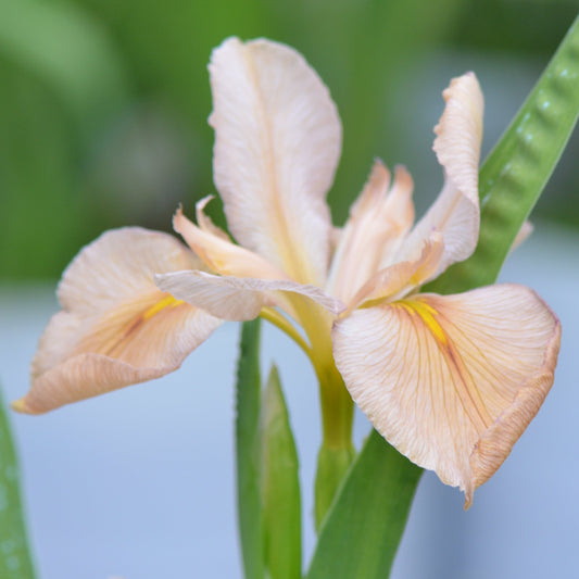 Louisiana Iris Lady Regina