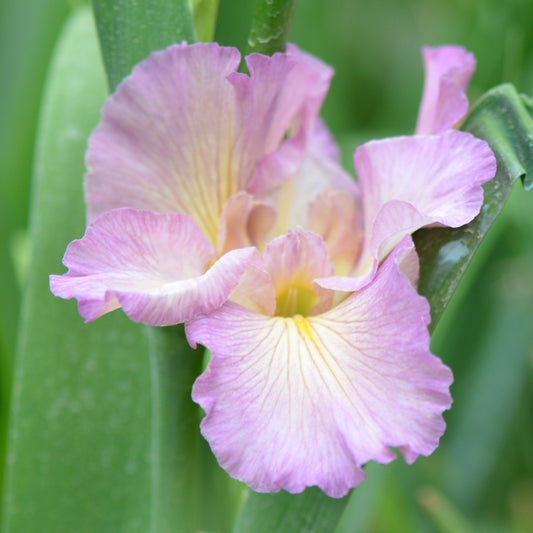 Louisiana Iris Pearl River Princess