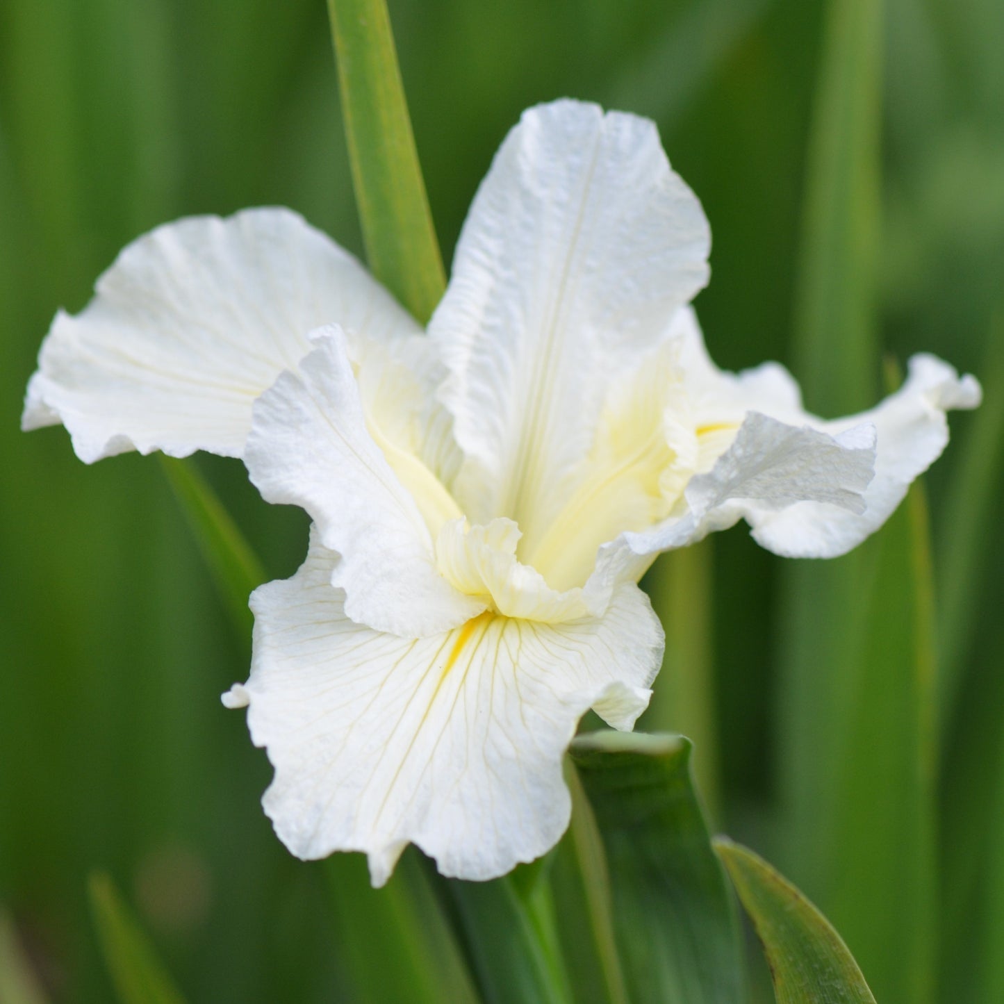 Louisiana Iris Ice Magic