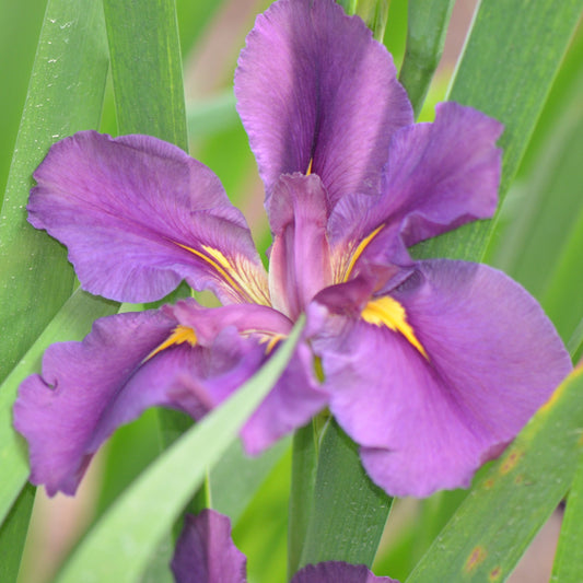 Louisiana Iris Hayden's Run