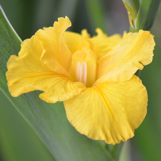 Louisiana Iris Jobi