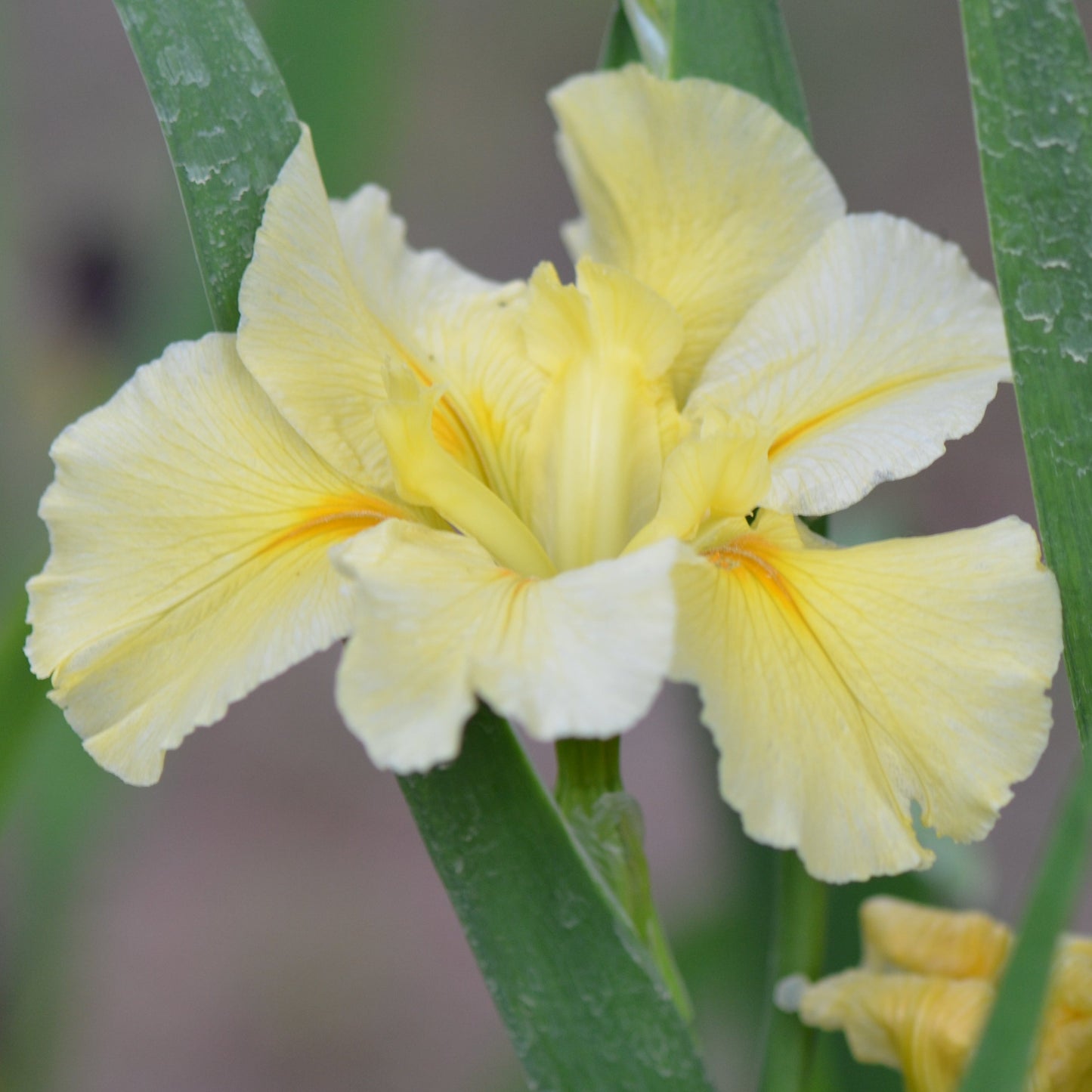 Louisiana Iris Cream Galore