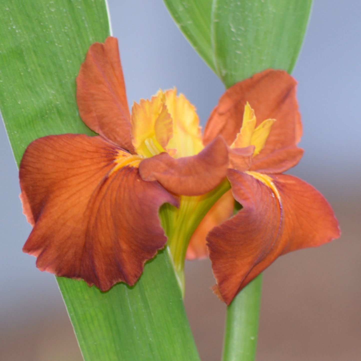 Louisiana Iris Flaming Hot