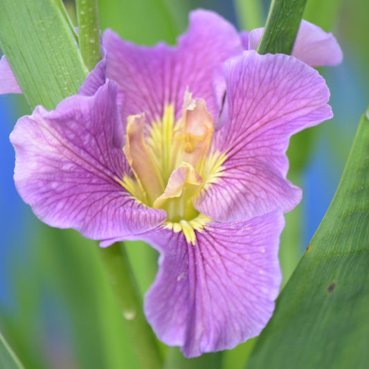 Louisiana Iris Jacob Thomas