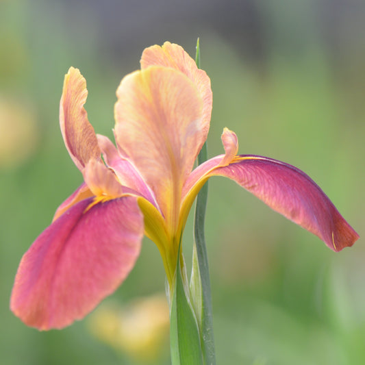 Louisiana Iris King Alex