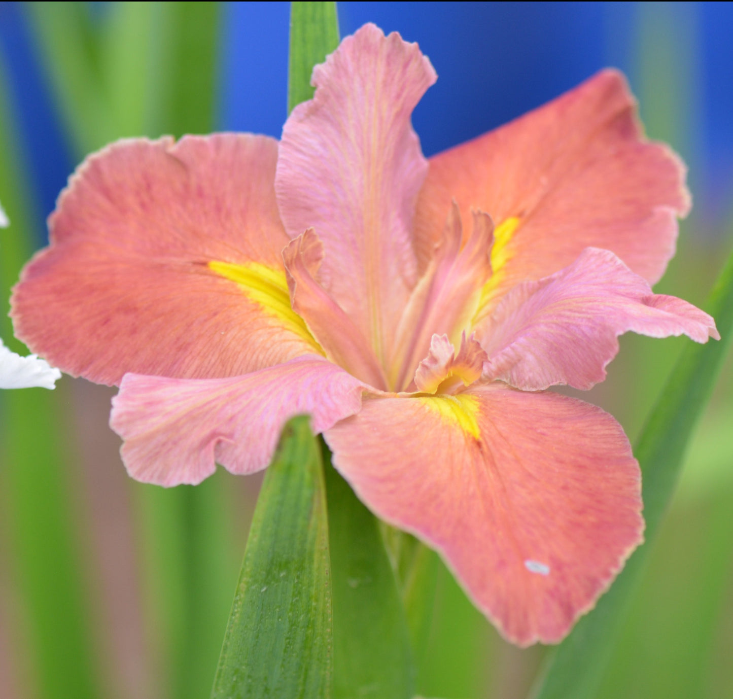 Louisiana Iris Lafitte Celebration