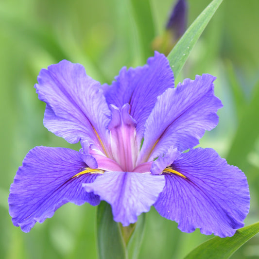 Louisiana Iris Remarkable Rene