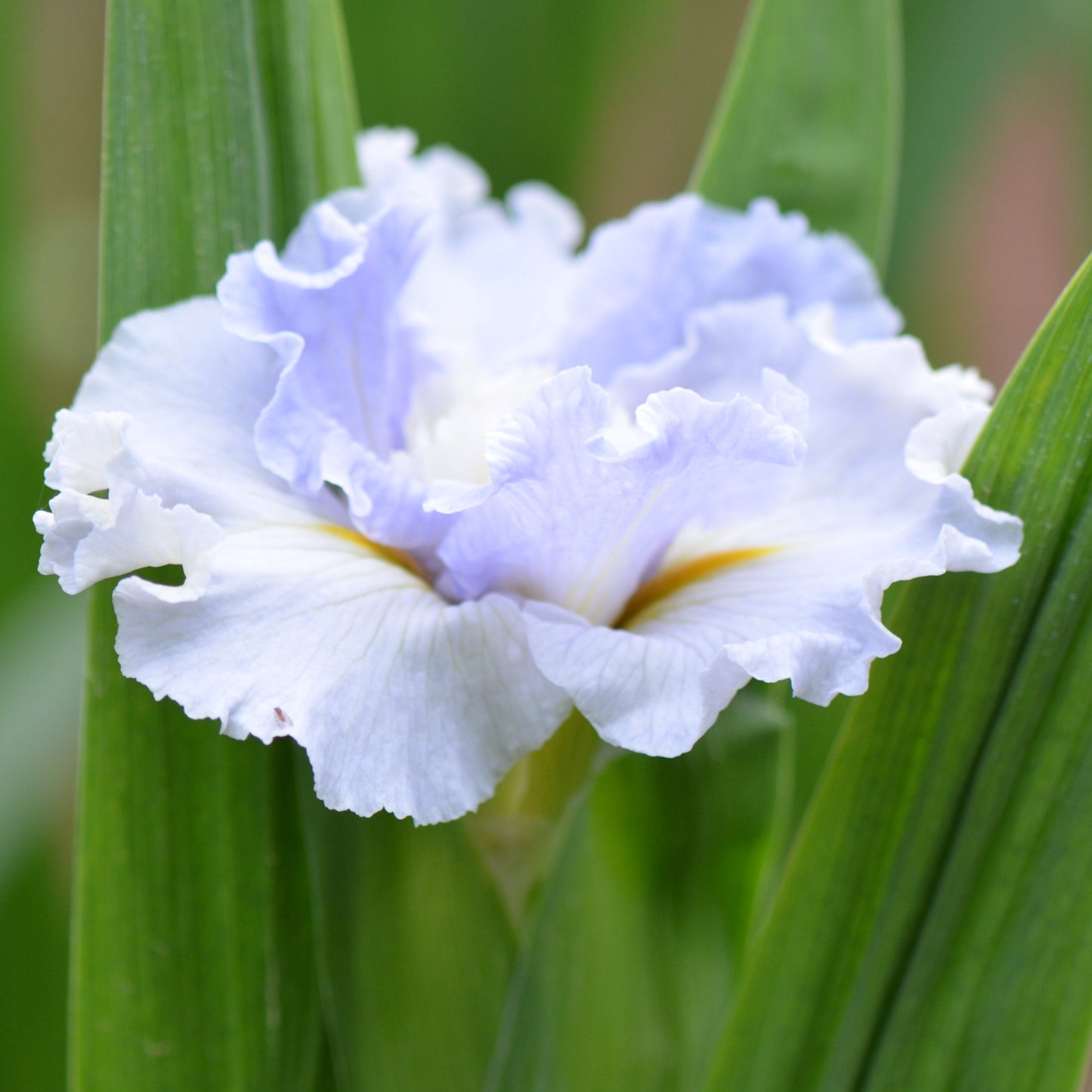 Louisiana Iris Trip The Light