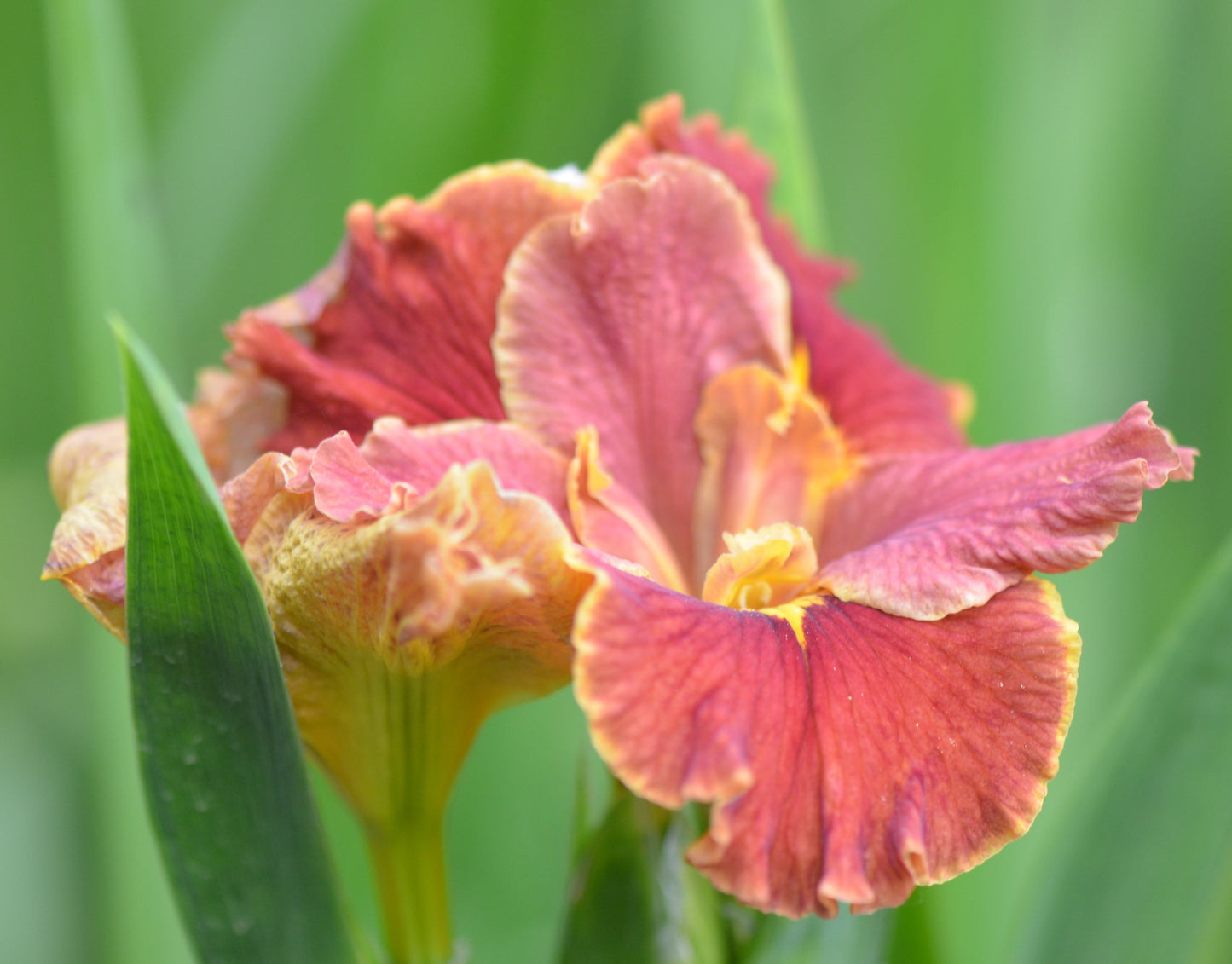 Louisiana Iris Pilbara Dreaming