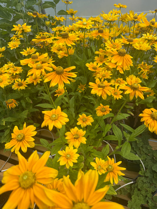 Rudbeckia ‘Prairie Sun’ – Sunny Color for the Pollinator Garden
