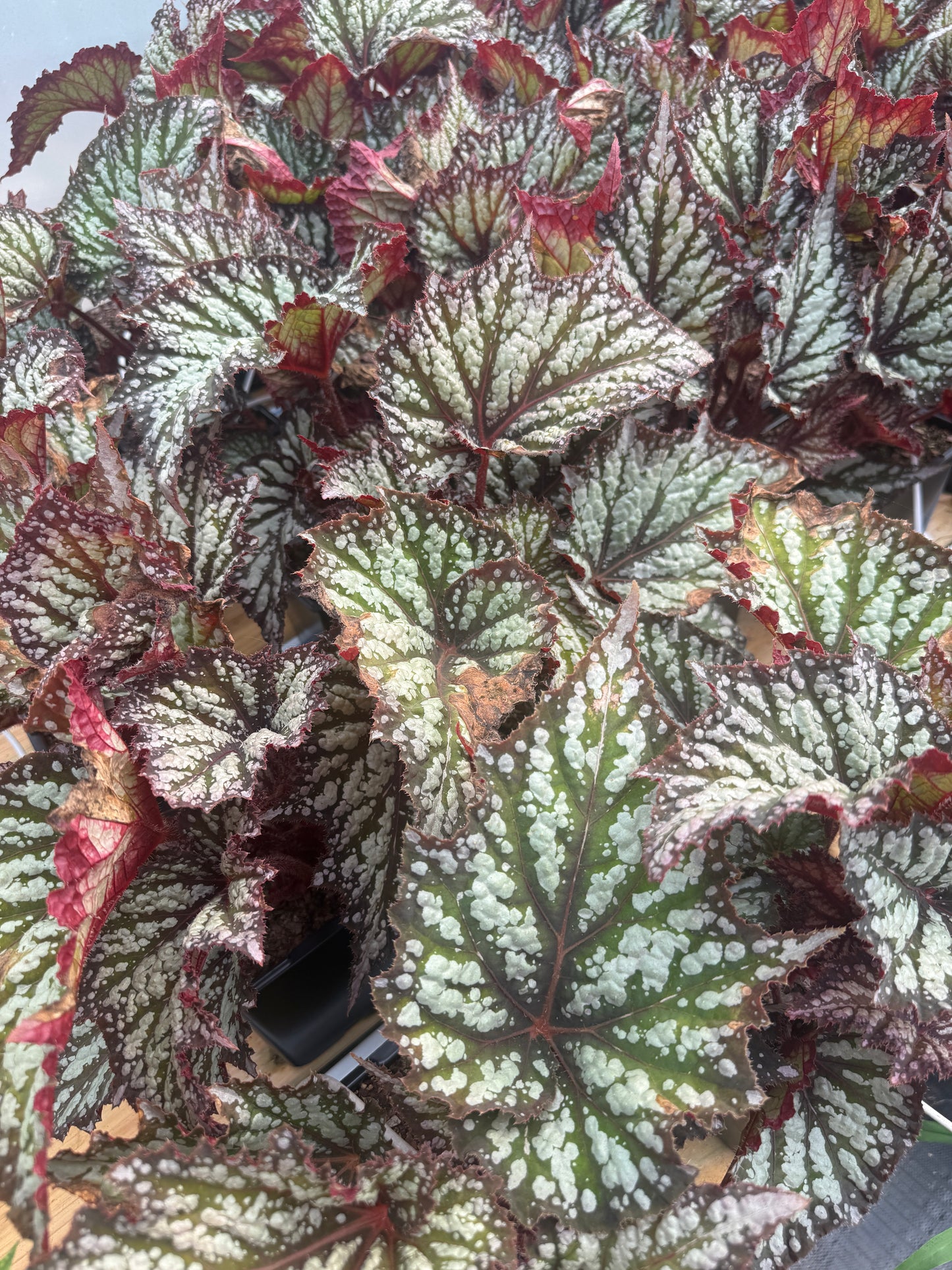 Begonia ‘Summer Storm’ – Hardy Color for Shade and Containers