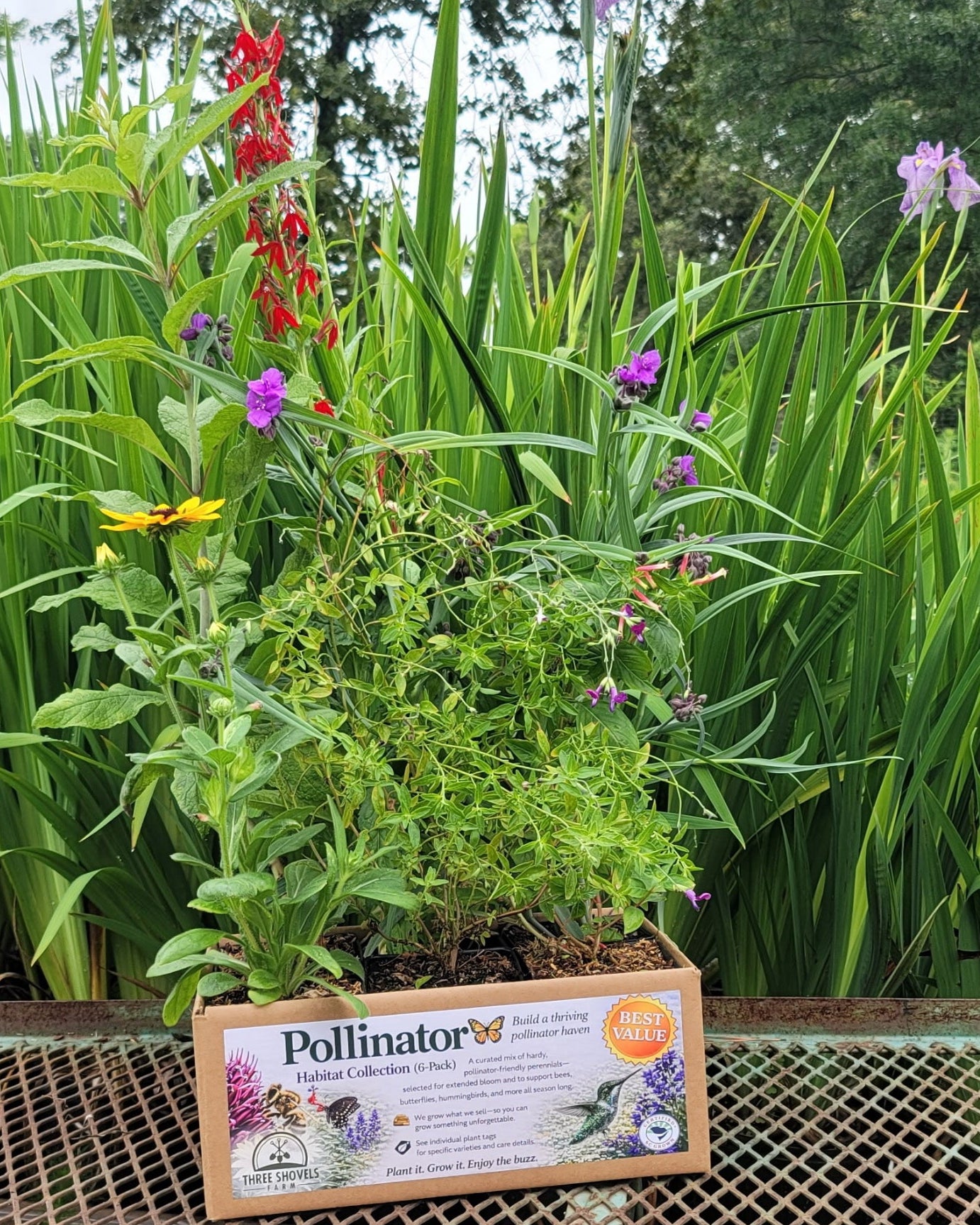 Pollinator Pack – Bring the Buzz!