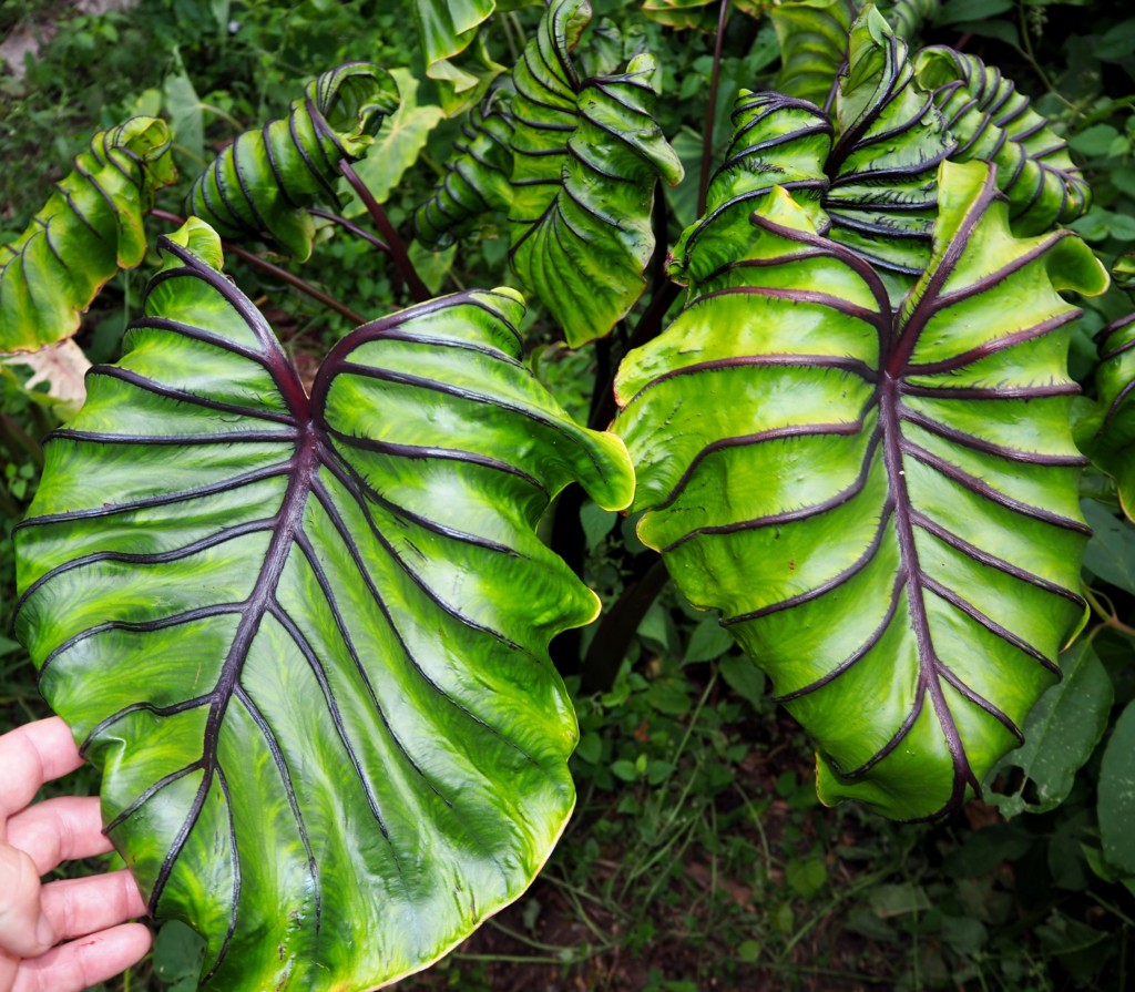 Colocasia Pharaoh’s Mask’ (potted)