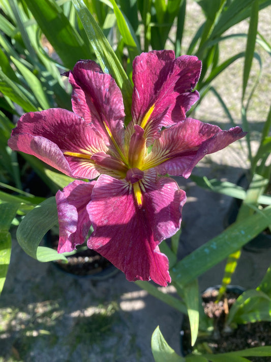 Louisiana Iris FAC McCulla