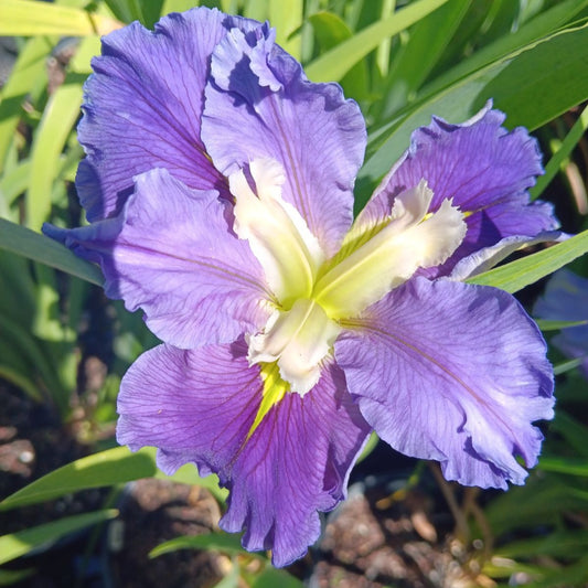 Louisiana Iris Ginny's Choice