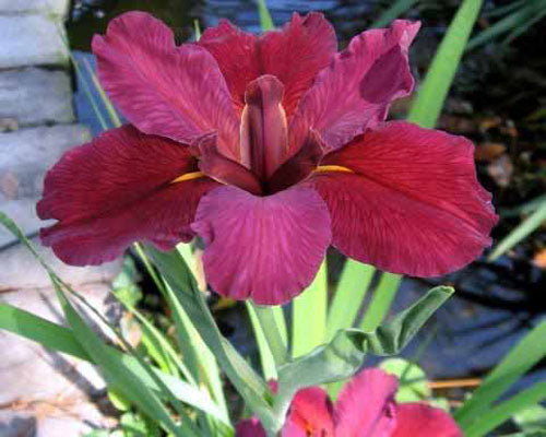 Louisiana Iris Red Velvet Elvis