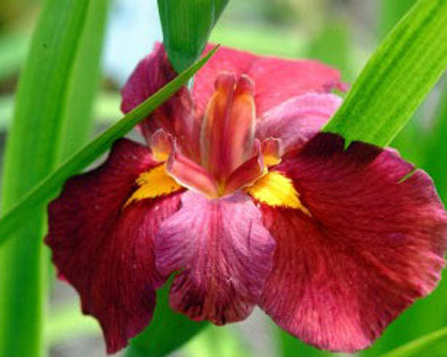 Louisiana Iris Ann Chowning