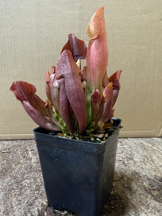 Sarracenia 'Maroon' (potted)
