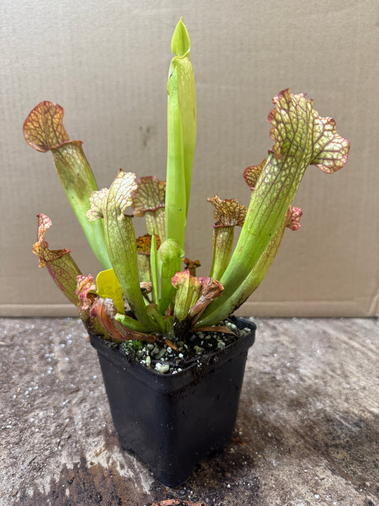 Sarracenia 'Velvet' (potted)