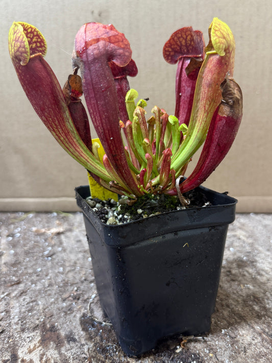 Sarracenia 'Barba Green' (potted)