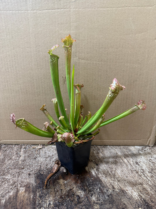 Sarracenia farnhamii (potted)