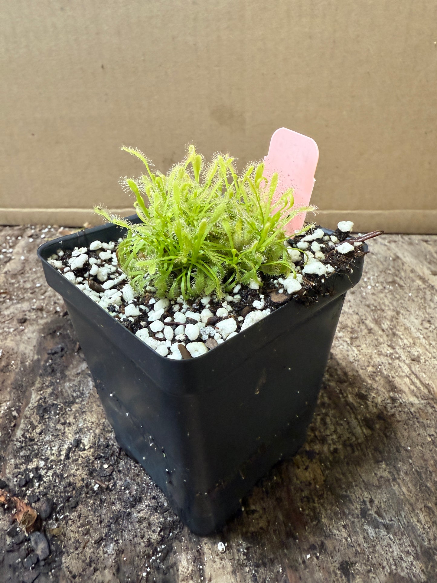 Drosera capensis 'Alba' (potted)