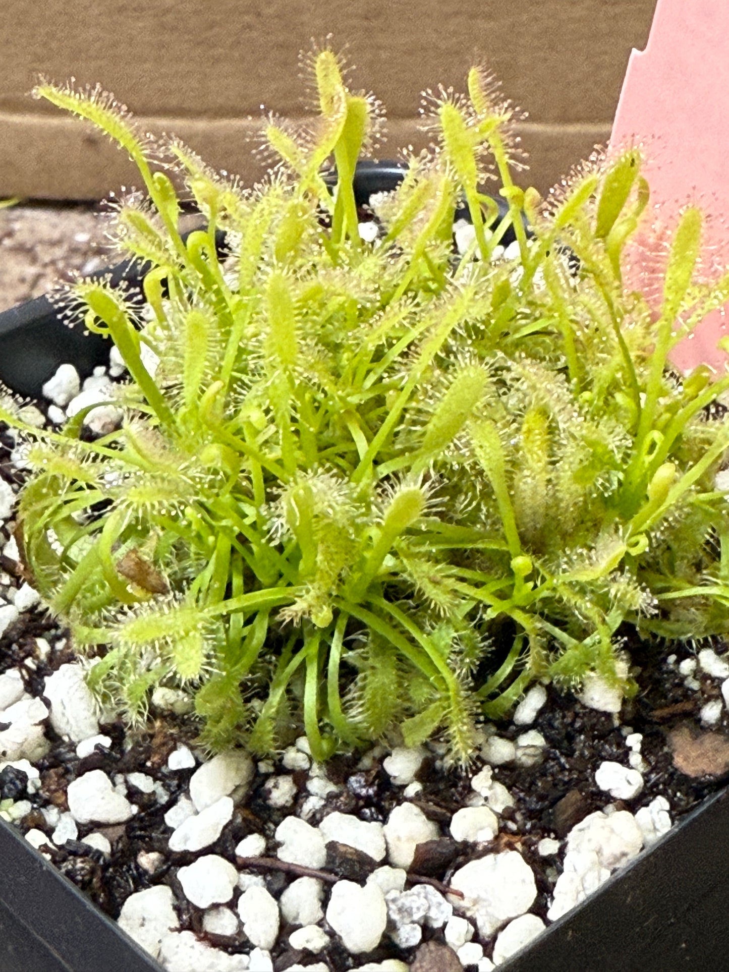Drosera capensis 'Alba' (potted)