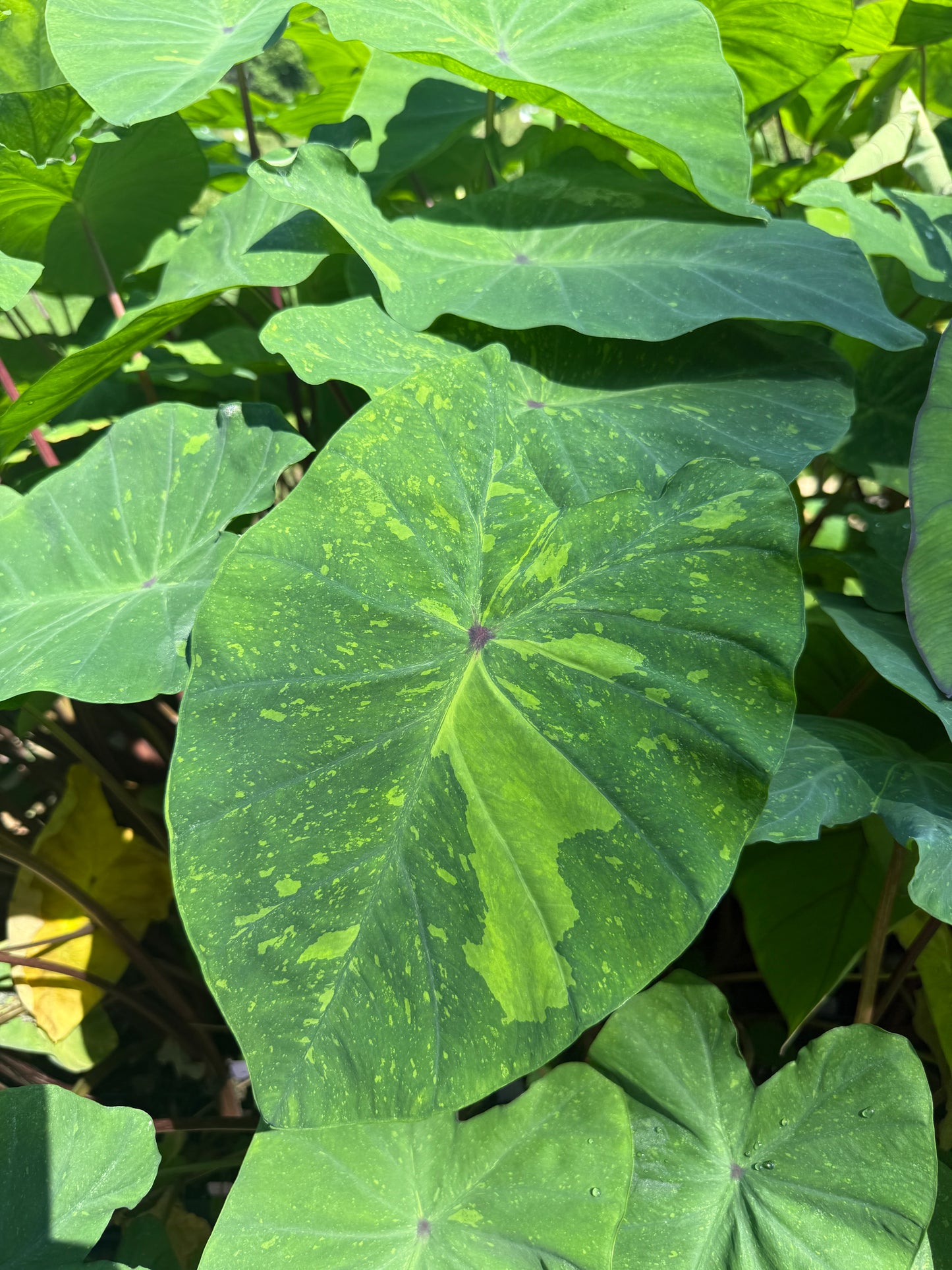 Colocasia 'Lemon-Lime Gecko' (potted)