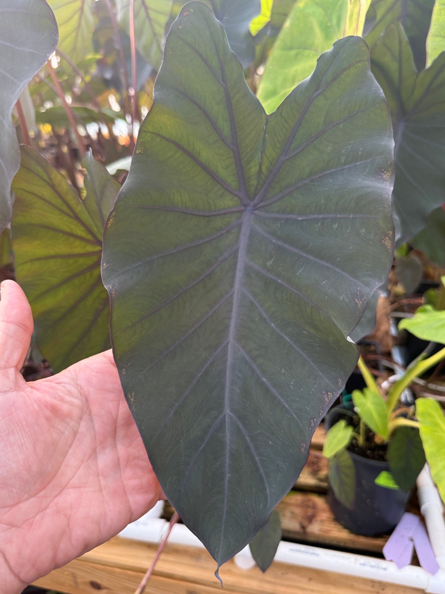 Colocasia 'Black Ruffles' (potted)