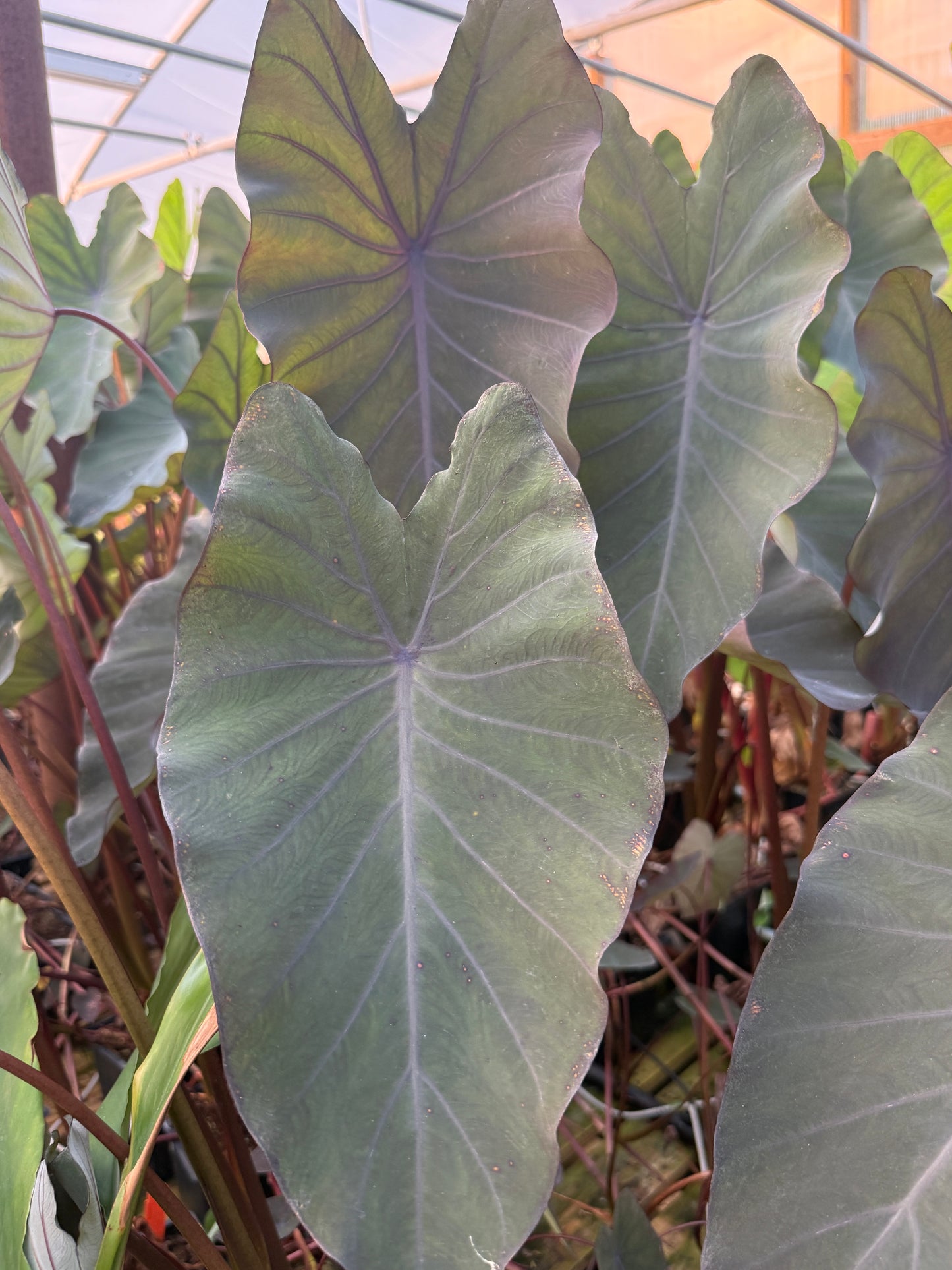 Colocasia 'Black Ruffles' (potted)