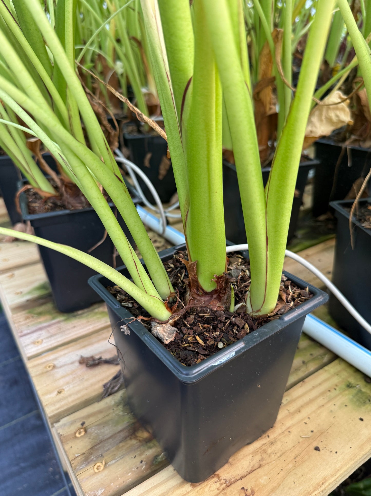 Colocasia 'Nancy's Revenge'