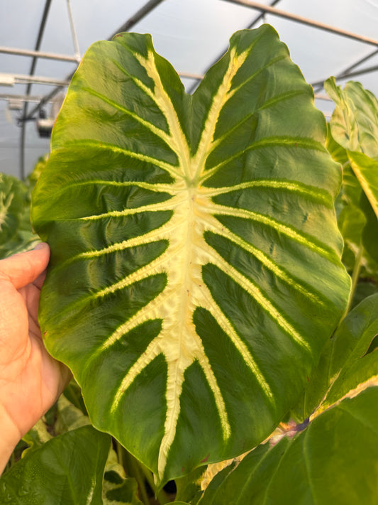 Colocasia 'Nancy's Revenge'