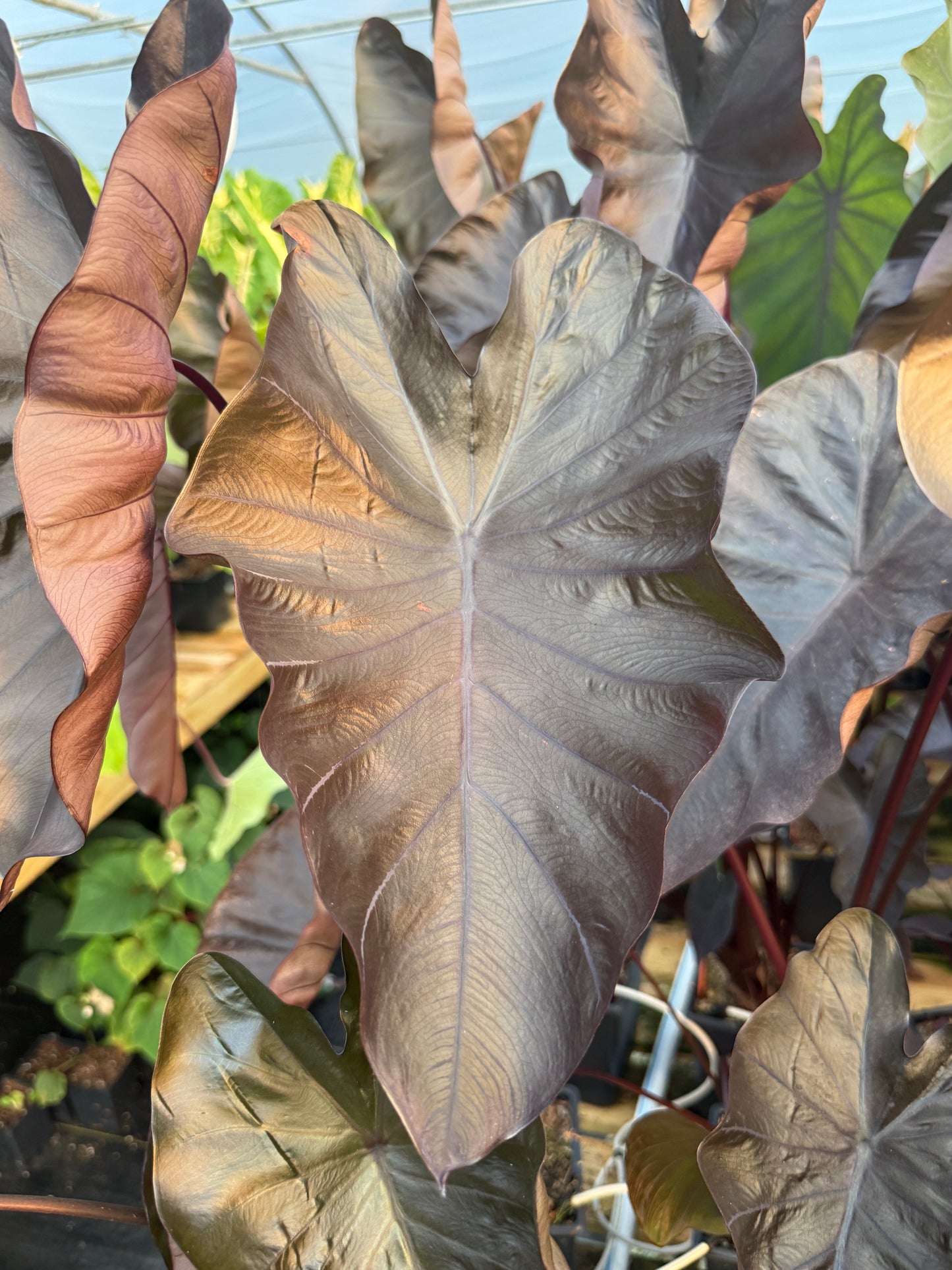 Colocasia 'Black Coral'