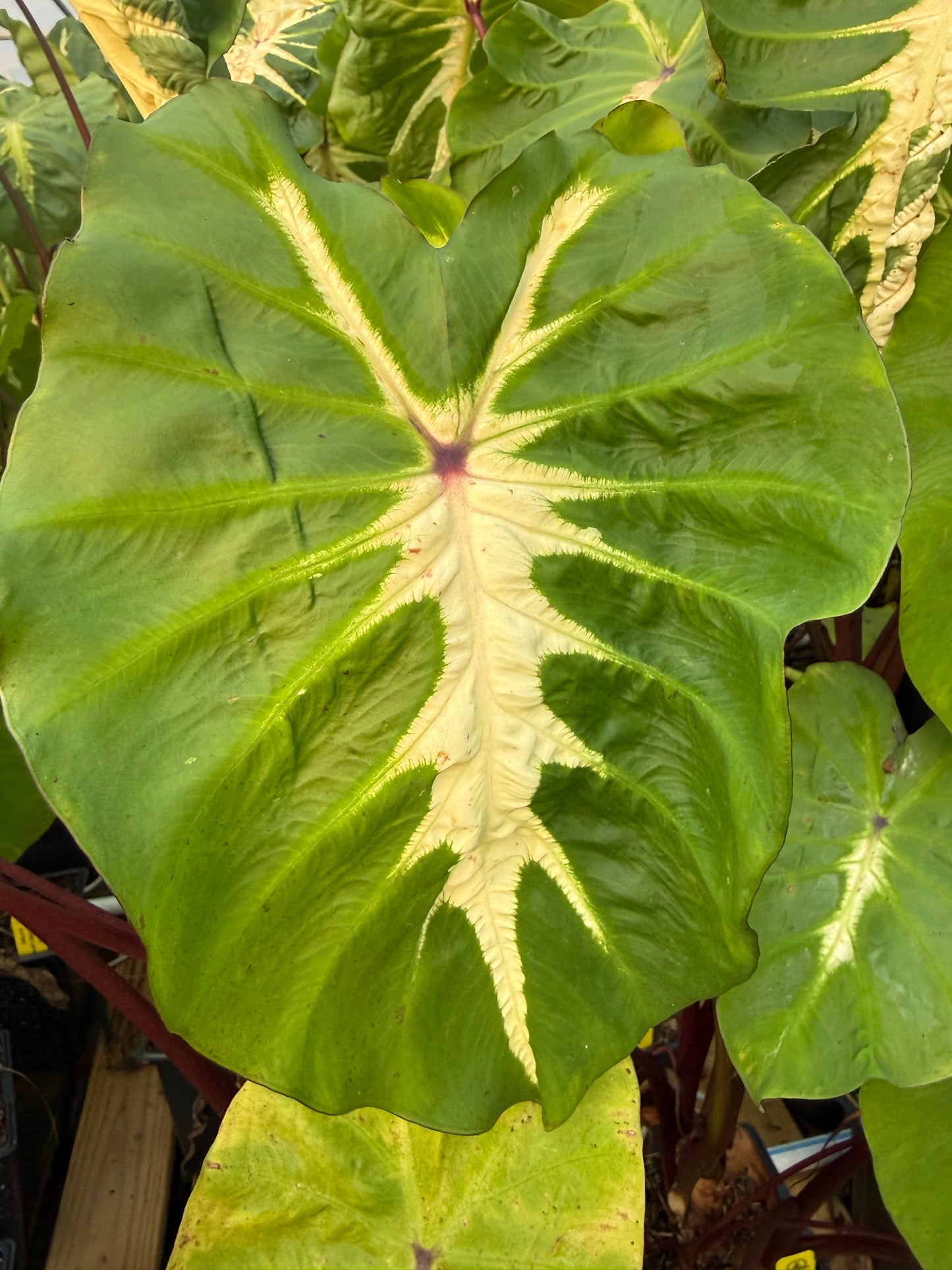 Colocasia 'White Lava'