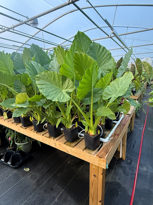 Alocasia 'Calidora'