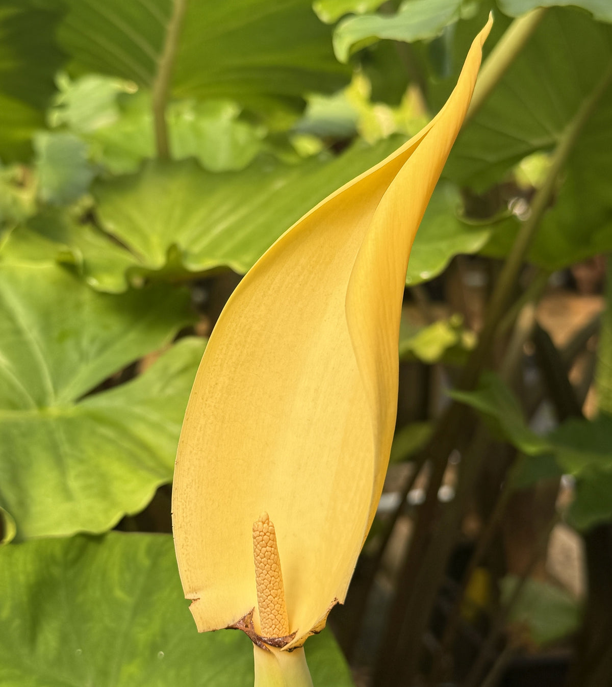 Colocasia ‘Fontanesii’ – Black Stem Elephant Ear (potted)