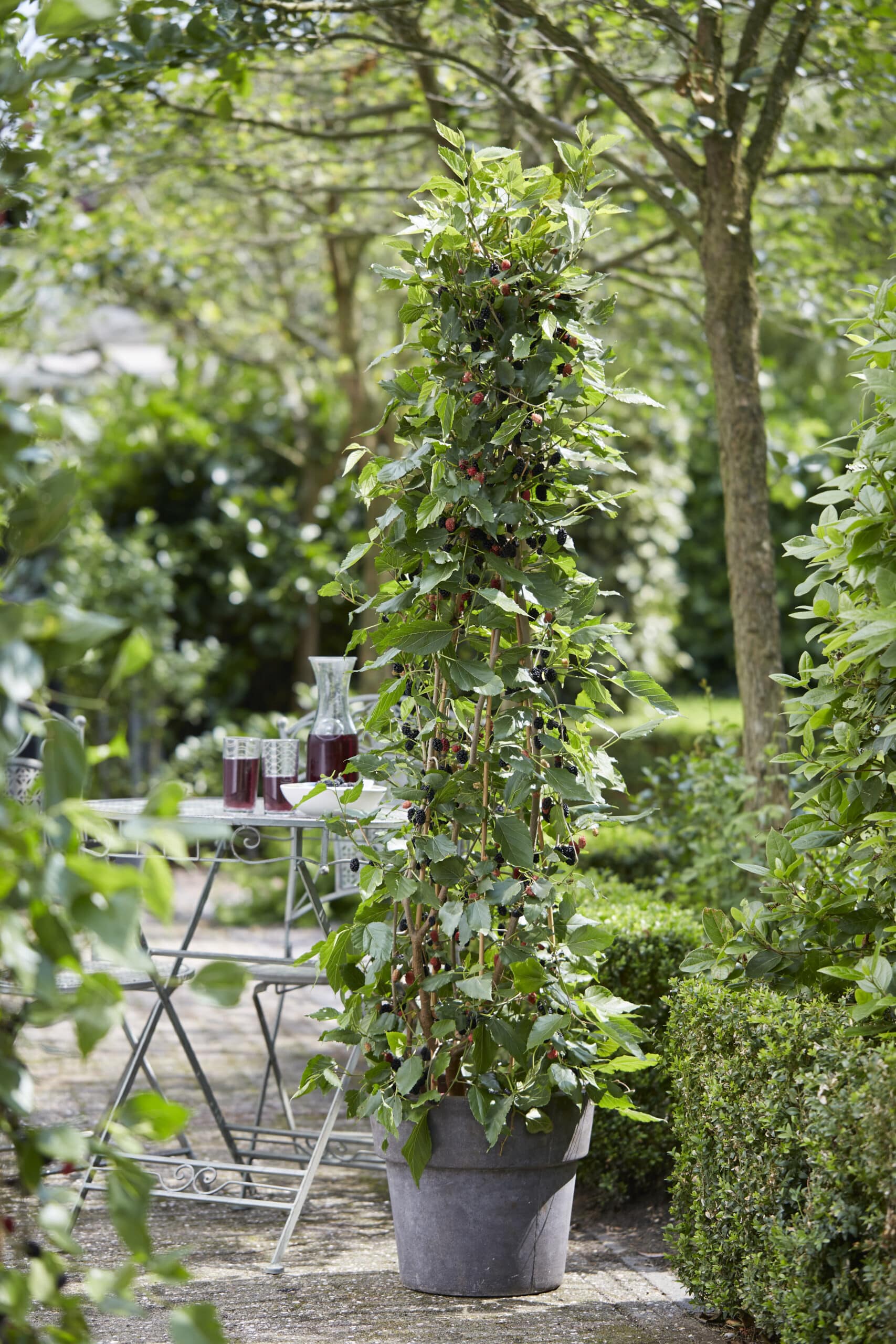 Mulberry ‘Mojo Berry’ – Compact Mulberry for Patio and Garden (potted ...