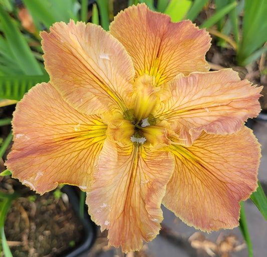 Louisiana Iris Vivacious Veins
