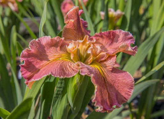 Image of Louisiana Iris Eastman Winds from angled top/side view of bloom.
