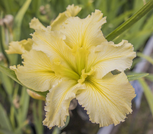 Image of Louisiana Iris Edna Claunch from top view of bloom.