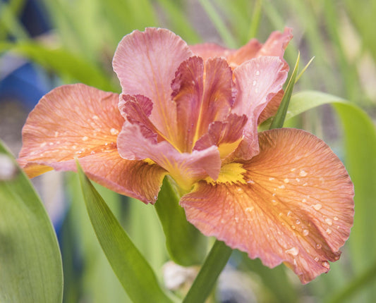 Image of Louisiana Iris Flannery O'Connor from top/side view of bloom.