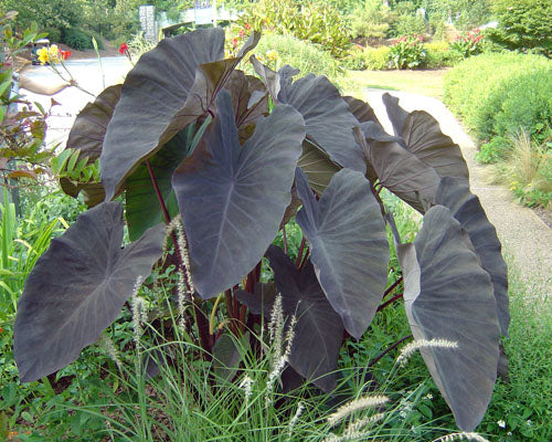 Colocasia 'Black Magic' (potted)