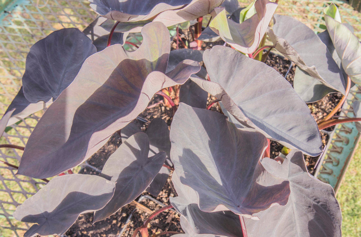 Colocasia 'Black Magic' (potted)