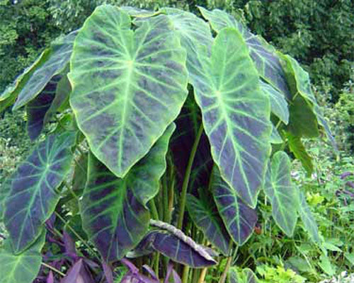 Colocasia 'Illustris' (potted)