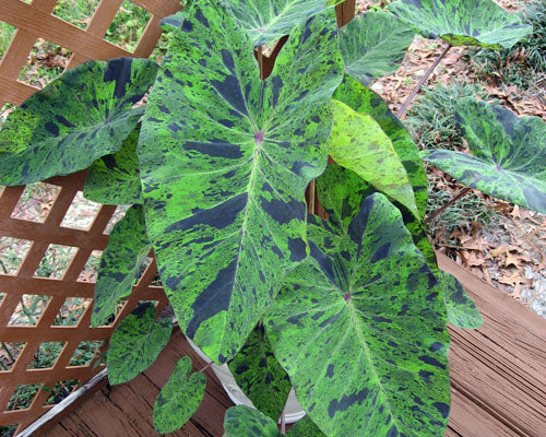 Colocasia 'Mojito' (potted)