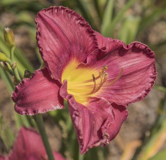 Image of daylily Abba from top/side view of bloom.