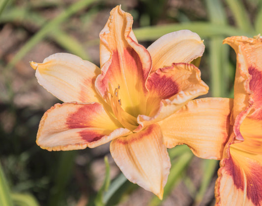 Image of daylily All Fired Up from top view of bloom. Another bloom to the right.