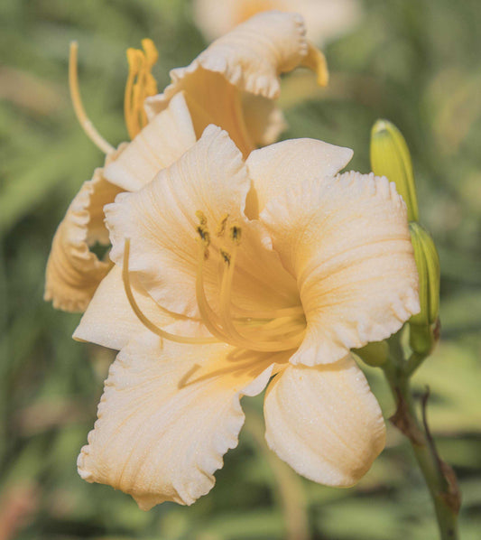 Image of daylily Apricot Sparkles from top/side view of bloom with another bloom behind in the background.